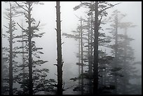Trees in mist. Emei Shan, Sichuan, China