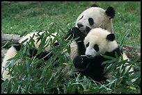 Panda mom and cubs eating bamboo leaves, Giant Panda Breeding Research Base. Chengdu, Sichuan, China (color)