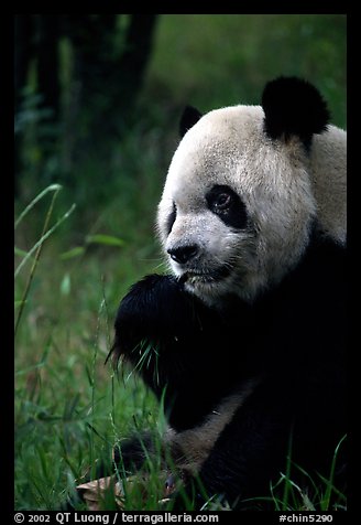 Panda eating bamboo leaves, Giant Panda Breeding Research Base. Chengdu, Sichuan, China (color)
