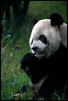 Panda eating bamboo leaves, Giant Panda Breeding Research Base. Chengdu, Sichuan, China