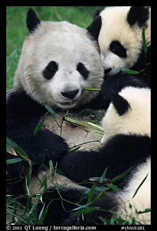 Panda mom and cubs eating bamboo leaves, Giant Panda Breeding Research Base. Chengdu, Sichuan, China