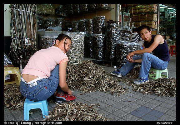 Sorting out dried sea horses. Guangzhou, Guangdong, China