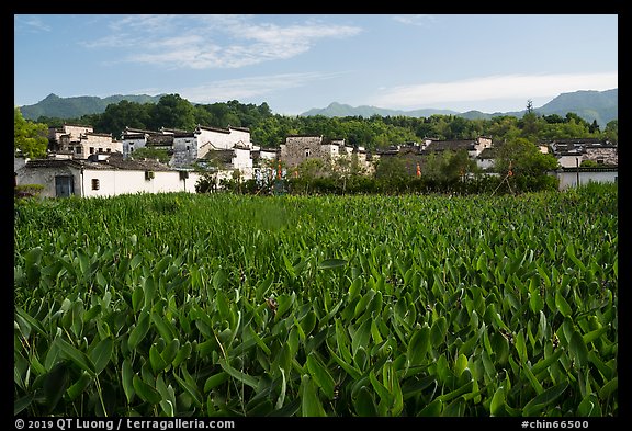 Field and village. Hongcun Village, Anhui, China (color)