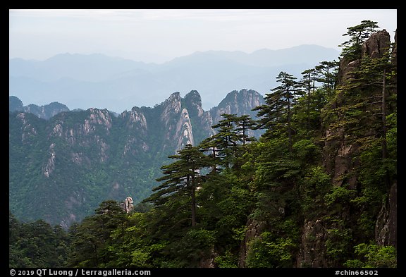 Forest and peaks. Huangshan Mountain, China (color)