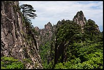 Huangshuan pines clinging on granite cliffs. Huangshan Mountain, China ( color)