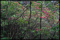 Blooming trees in forest. Huangshan Mountain, China ( color)