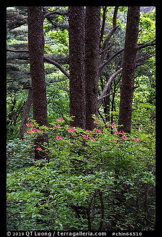 Rhododendrons and tree trunks. Huangshan Mountain, China (color)