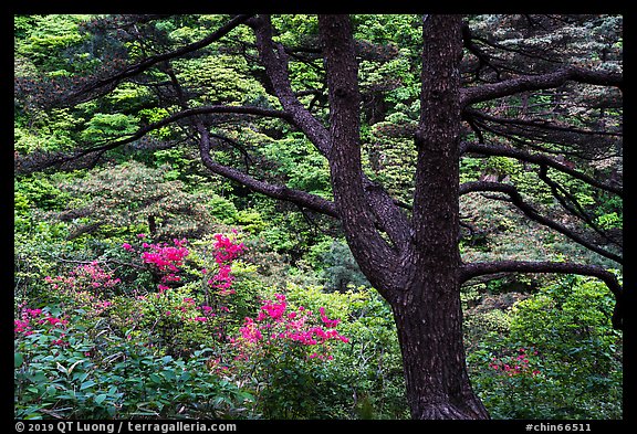 Tree and rhododendrons in bloom. Huangshan Mountain, China (color)