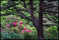 Tree and rhododendrons in bloom. Huangshan Mountain, China ( color)