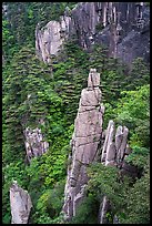 Granite spires rising from forest. Huangshan Mountain, China ( color)