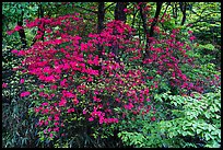 Vivid rhododendrons in forest. Huangshan Mountain, China ( color)