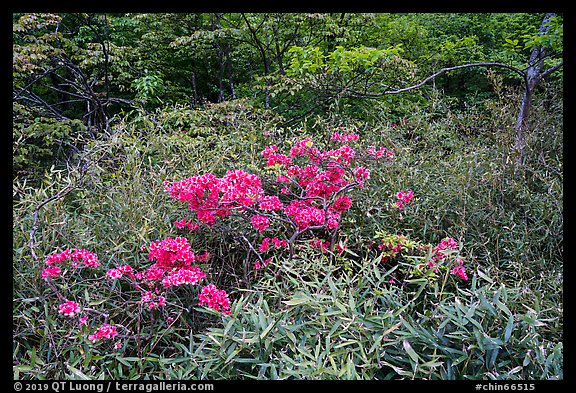 Bright rhododendrons in bloom. Huangshan Mountain, China (color)