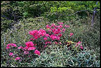 Bright rhododendrons in bloom. Huangshan Mountain, China ( color)