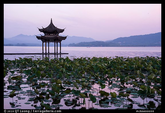 Aquatic plants and Tinwanqishe Pavilion at dawn, West Lake. Hangzhou, China