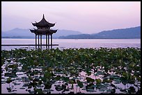 Aquatic plants and Tinwanqishe Pavilion at dawn, West Lake. Hangzhou, China ( color)