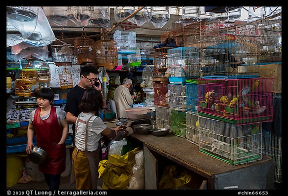 Caged birds for sale at Bird and Insect Market. Shanghai, China (color)
