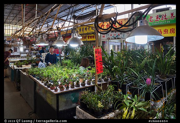 Plants for sale at Bird and Insect Market. Shanghai, China (color)