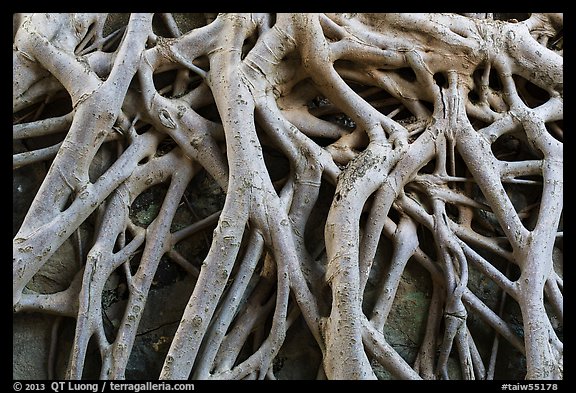 Roots on ground of Guandu Temple. Taipei, Taiwan