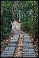 Paved path in forest. Sun Moon Lake, Taiwan (color)