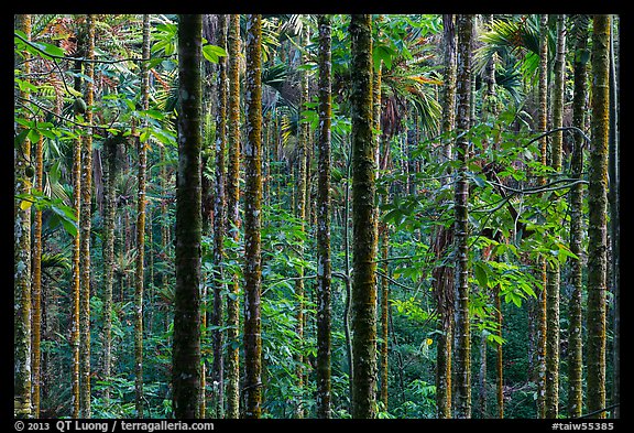 Dense forest with green leaves. Sun Moon Lake, Taiwan