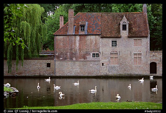 Swans, begijnhuisje, and canal. Bruges, Belgium