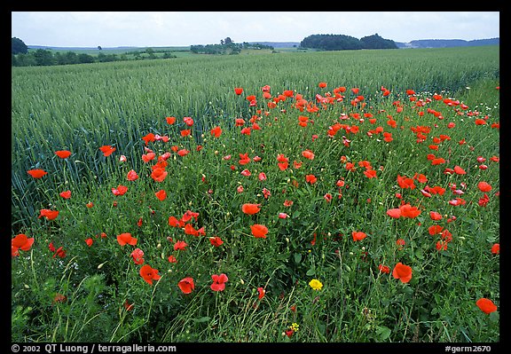 Field of red poppies. Bavaria, Germany (color)