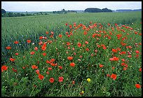 Field of red poppies. Bavaria, Germany