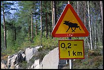 Moose crossing sign. Central Sweden ( color)