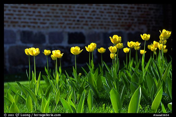 Tulips. Gotaland, Sweden (color)