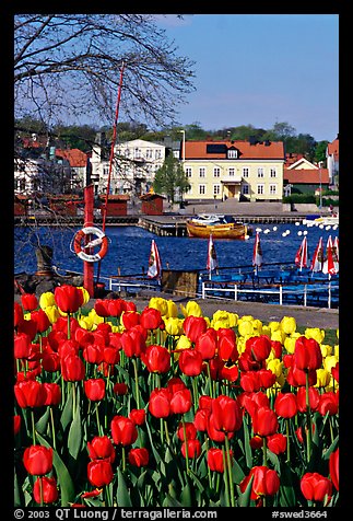 River and tulips, Vastervik. Gotaland, Sweden