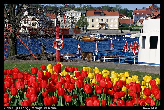 River and tulips, Vastervik. Gotaland, Sweden (color)