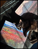 December 11, 2025.  ( color)