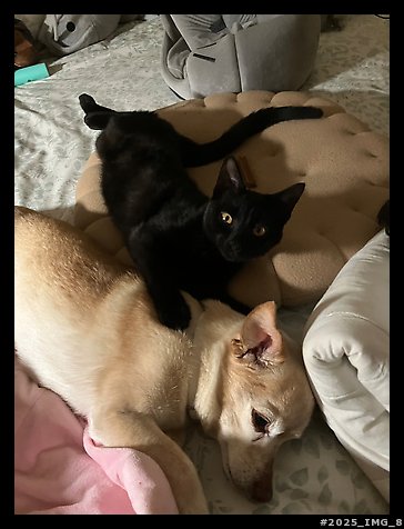 November 3, 2025.  (color)