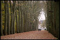 Sycamores, alley leading to Chenonceaux chateau. Loire Valley, France ( color)