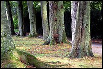 Trees in Palace Gardens, Fontainebleau Chateau. France