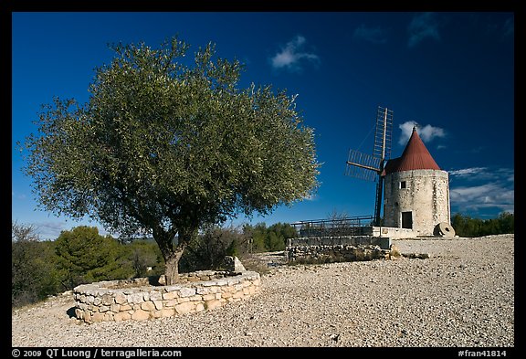 Olive tree and Alphonse Daudet windmill, Fontvielle. Provence, France (color)