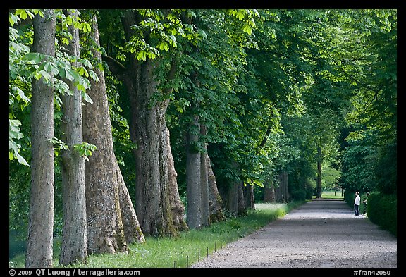 Forested alley, Fontainebleau Palace. France