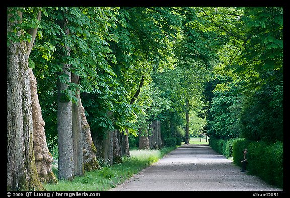 Chestnut trees, alley in English Garden, Palace of Fontainebleau. France (color)