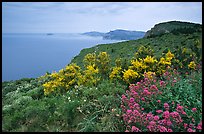 Wildflowers and Mediterranean seen from Route des Cretes. Marseille, France ( color)