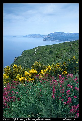 Wildflowers and Mediterranean seen from Route des Cretes. Marseille, France (color)