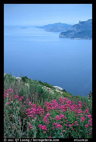 Wildflowers and cliffs dropping into the Mediterranean seen from Route des Cretes. Marseille, France (color)
