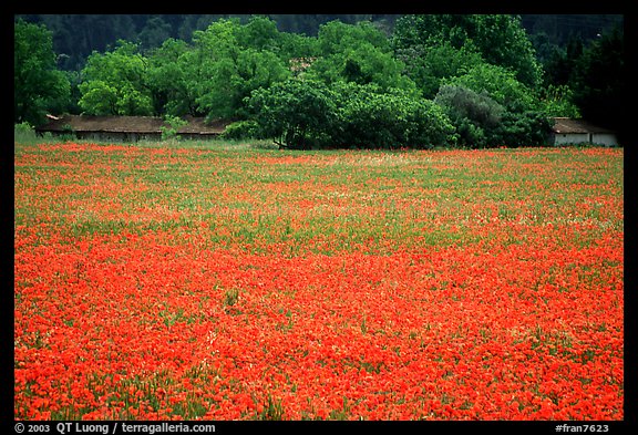 Red poppies and farm in the distance. Marseille, France