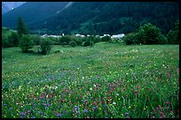 Meadow with wildflowers and village near Lautaret Pass. France