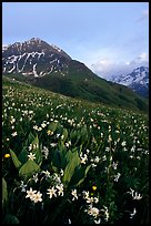 Wildflowers and Oisans range near Villar d'Arene, late afternoon. France (color)