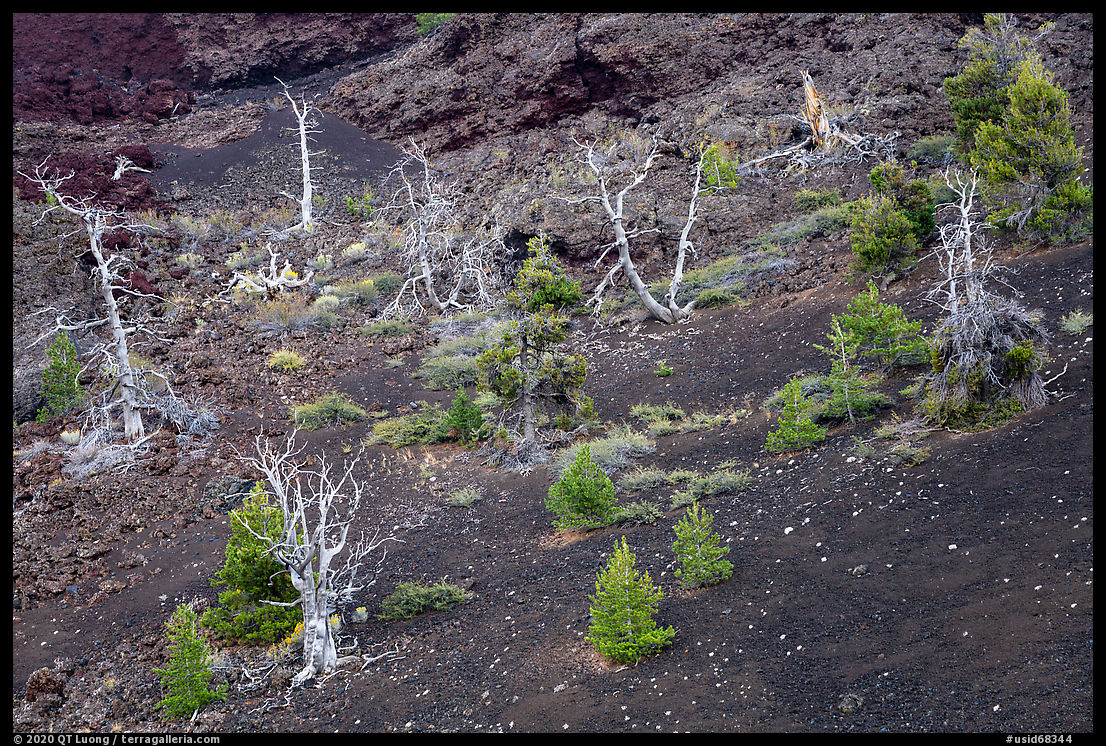 Tree skeltons and sapplings in North Crater cinder cone. Craters of the Moon National Monument and Preserve, Idaho, USA
