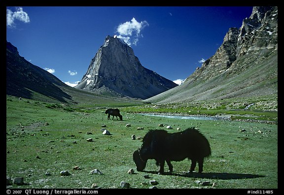 Yaks and Gumburanjan monolith, Zanskar, Jammu and Kashmir. India (color)