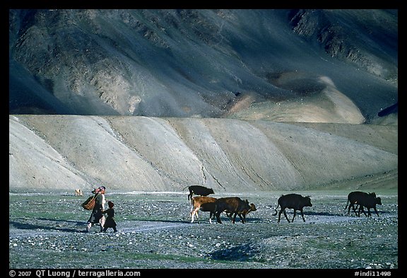Family herding cattle in arid mountains, Zanskar, Jammu and Kashmir. India