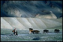 Family herding cattle in arid mountains, Zanskar, Jammu and Kashmir. India (color)