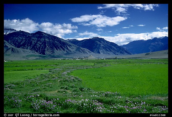 Wildflowers and cultivated fields in the Padum plain, Zanskar, Jammu and Kashmir. India (color)
