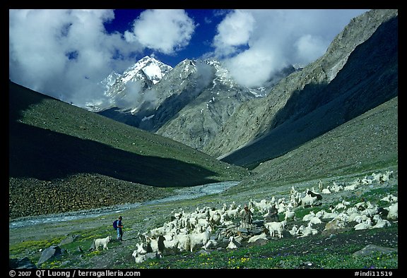 Trekker and sheep herd, Zanskar, Jammu and Kashmir. India